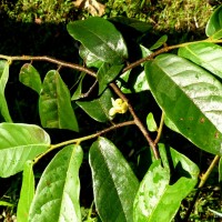 Uvaria sphenocarpa Hook.f. & Thomson